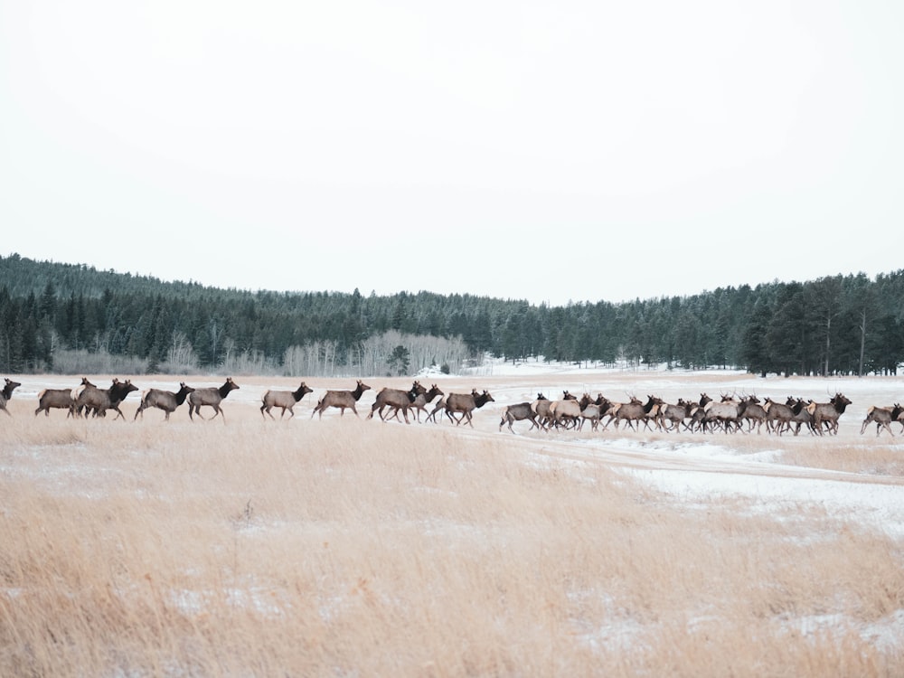 herd of buffalo during daytime