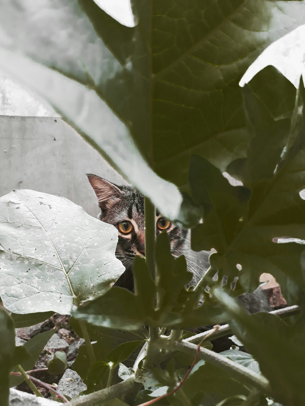 cat behind leaf