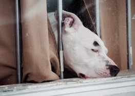 A white dog with a black spot over one eye rests its head against a brown fabric, behind metal bars. The setting suggests a sense of confinement as the dog looks relaxed or possibly sad.