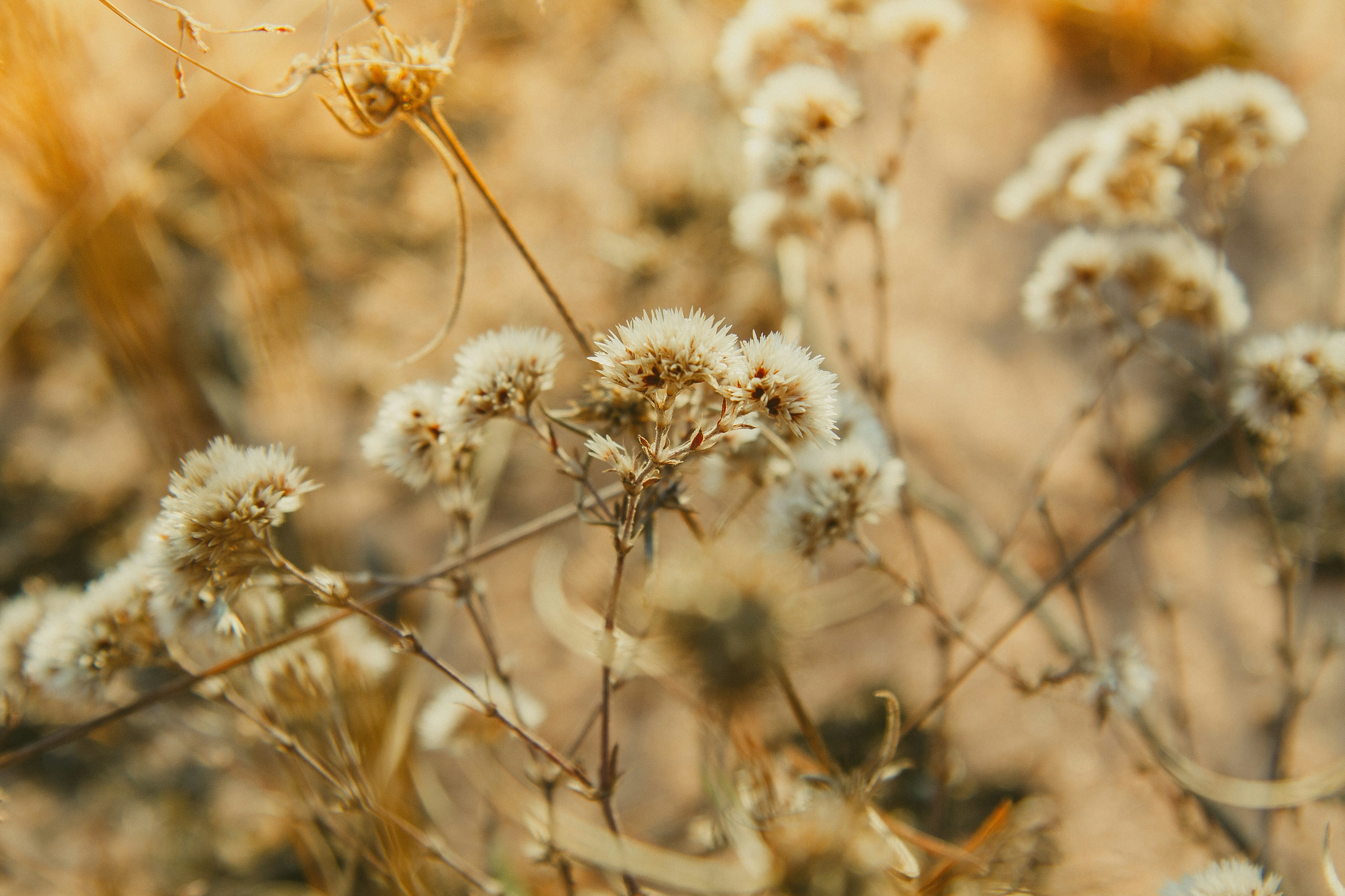 Photo by kiyoshiheiichi