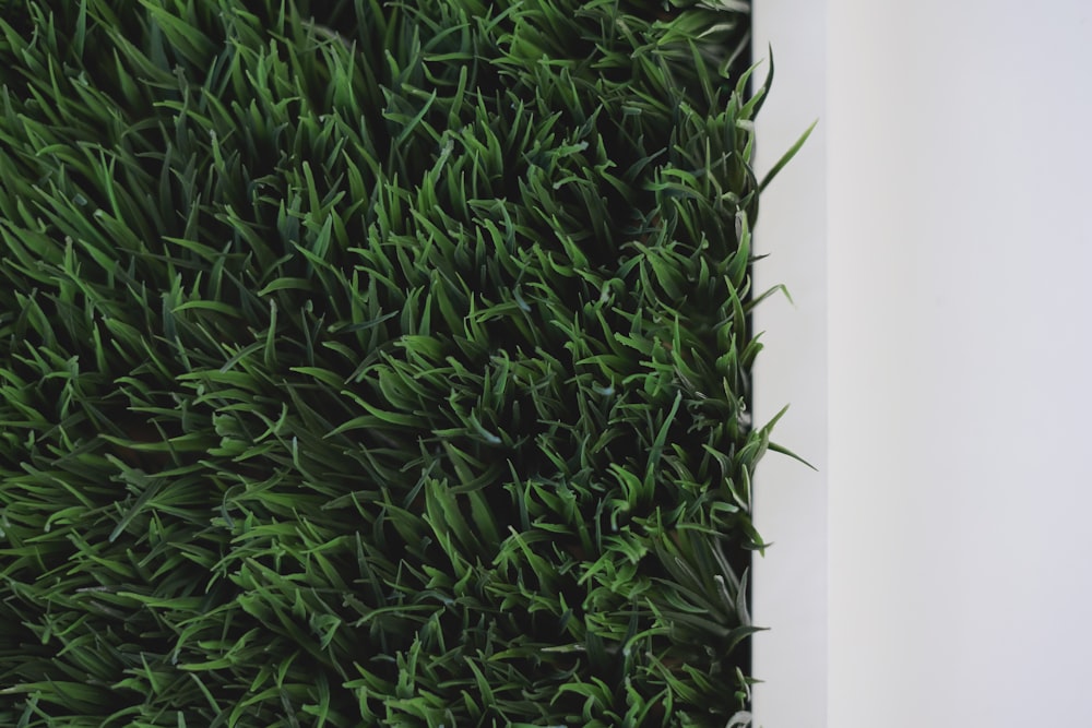 green grass closeup photography