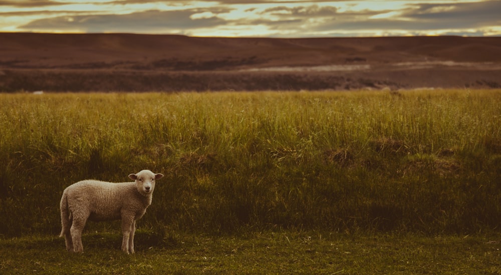 white sheep near the green grass