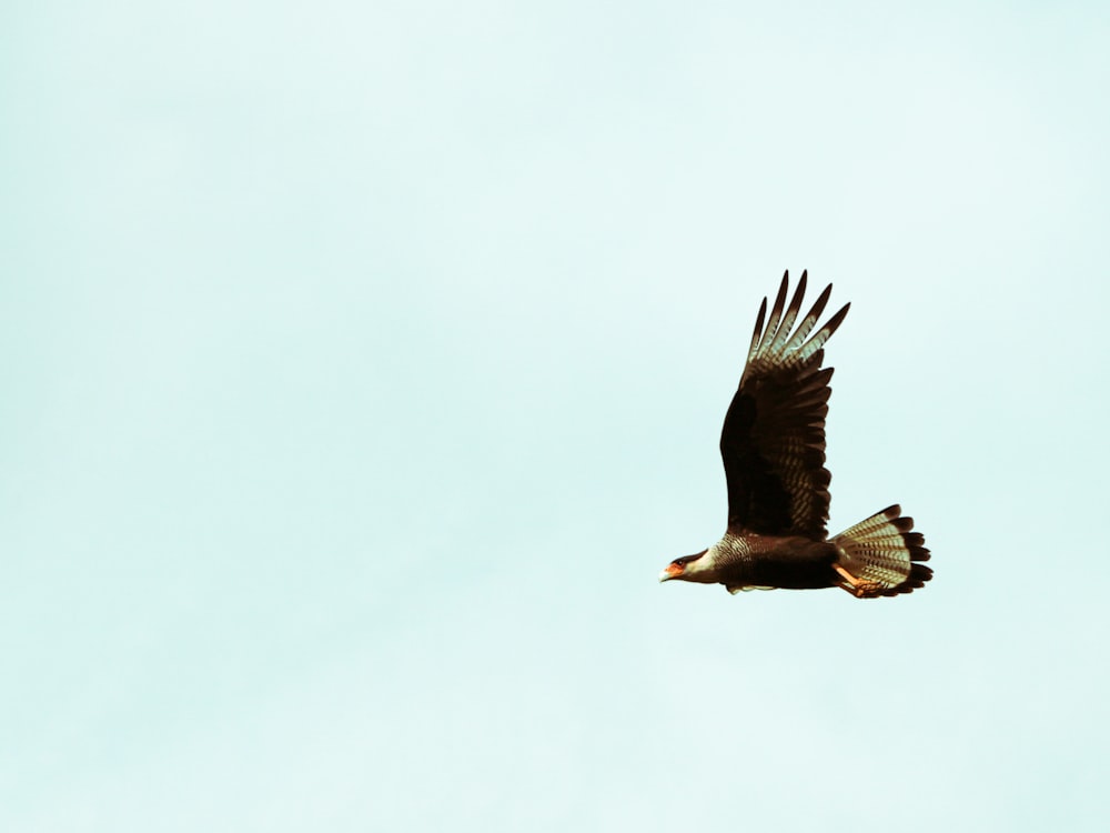 white and brown eagle