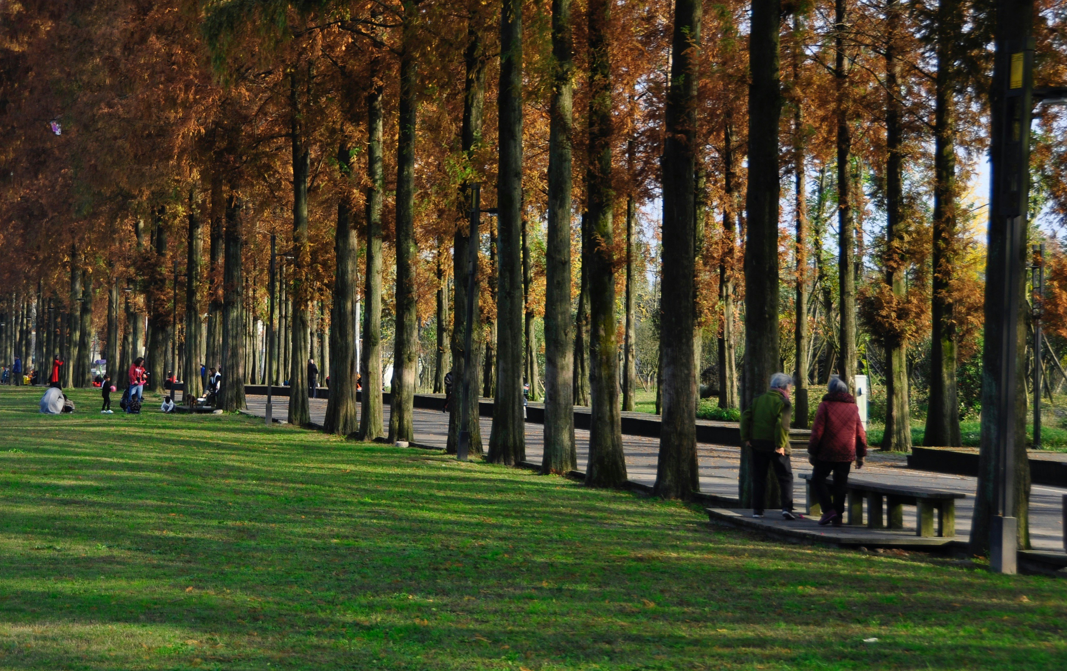 two persons near the brown leaf tree
