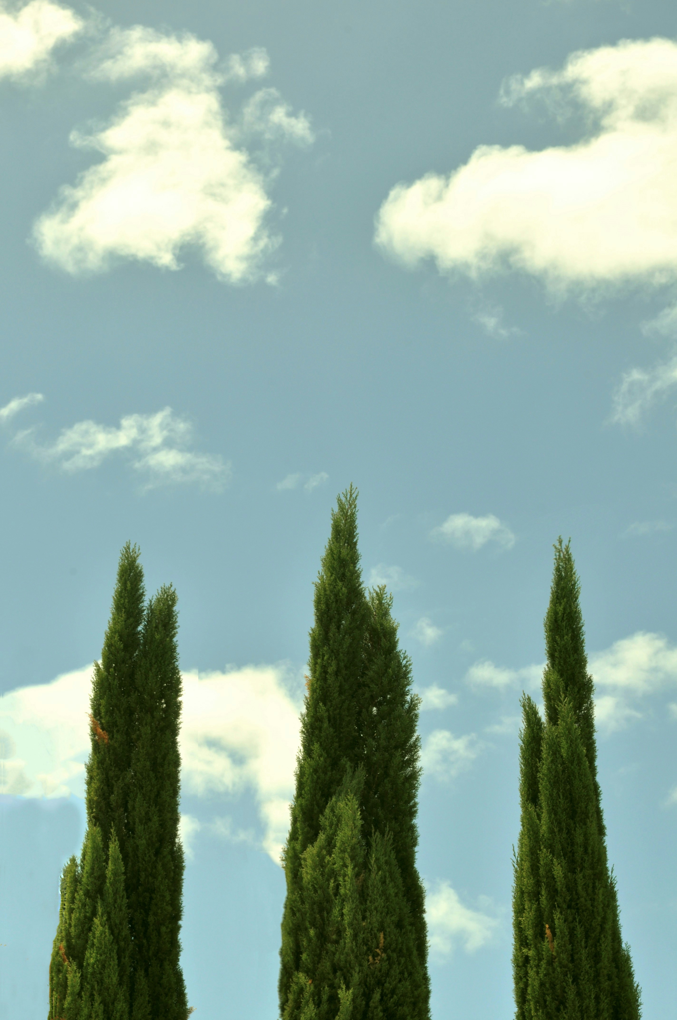 three green tree under white clouds during daytime