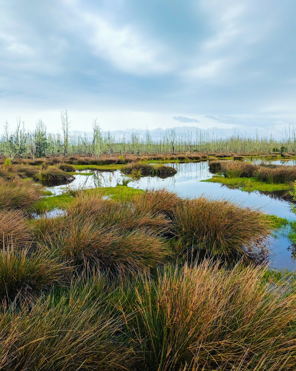 green grass near water with blue sky photo