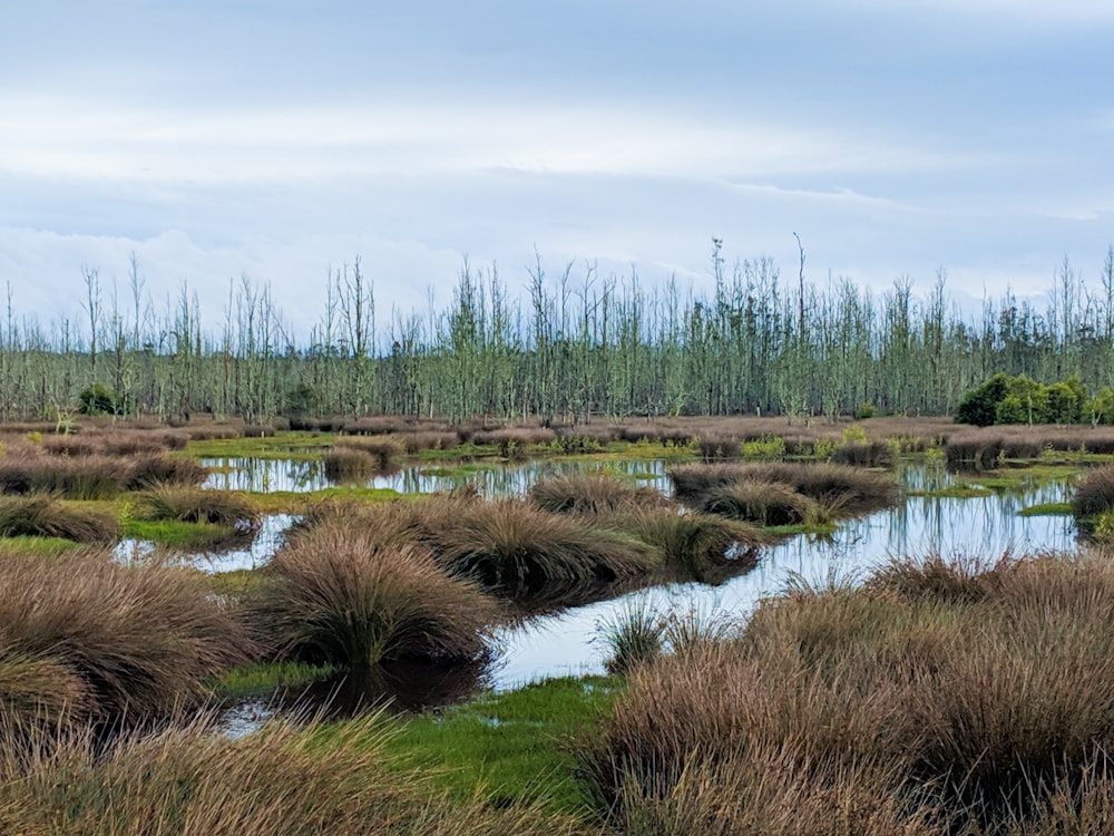 brown grass near the white water poodle with blue sky photo