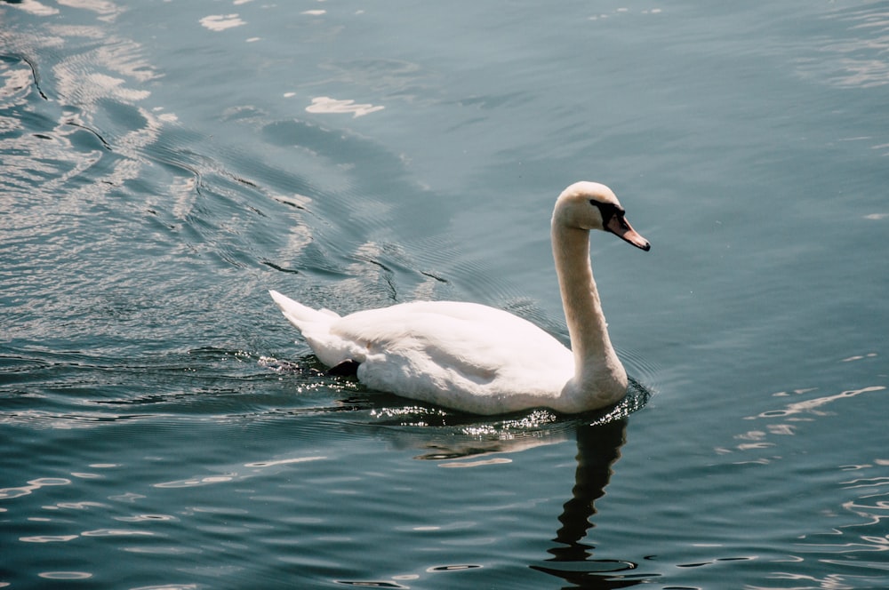 white swan on lake