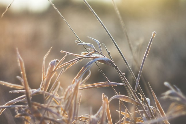 Dried grass covered with a thin layer of frost against a blurred background of a field bathed in soft, warm light.