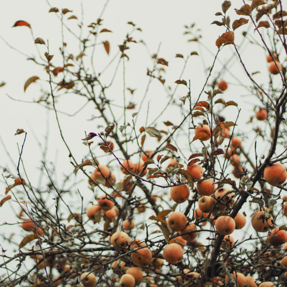 round brown fruit bearing tree during daytime
