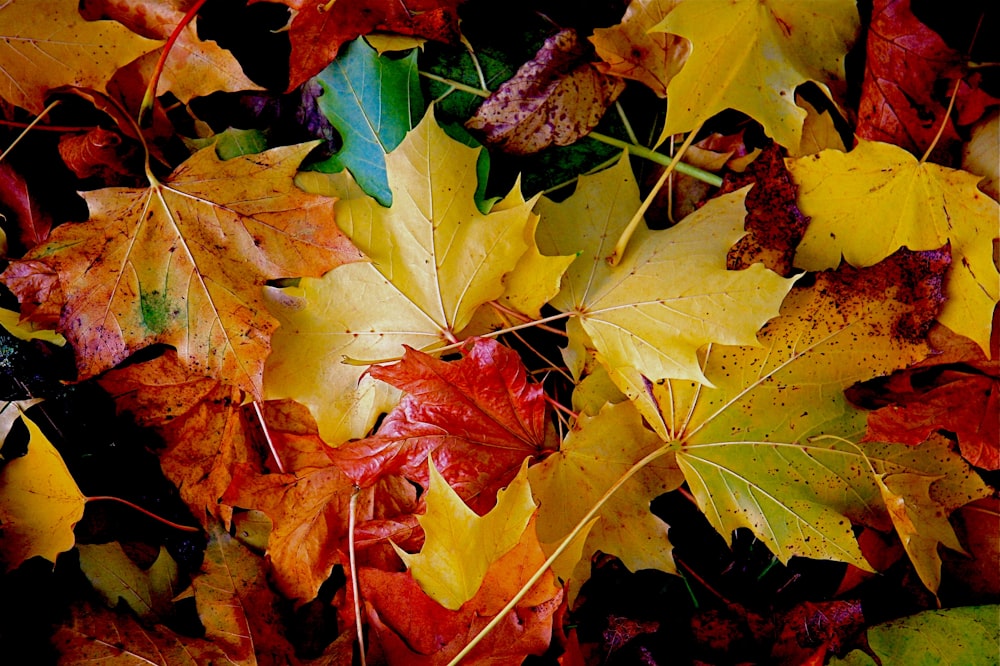 모듬 색상 나뭇잎 사진