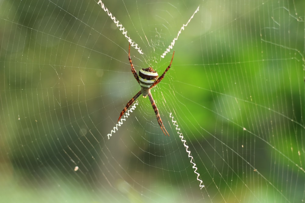brown and white spider in the middle of web