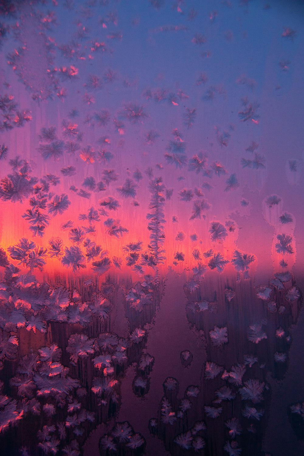 Foto de primer plano de flor púrpura