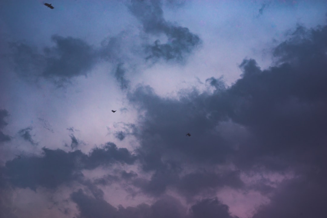 skies and birds