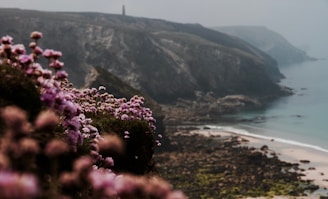 heather in Cornwall