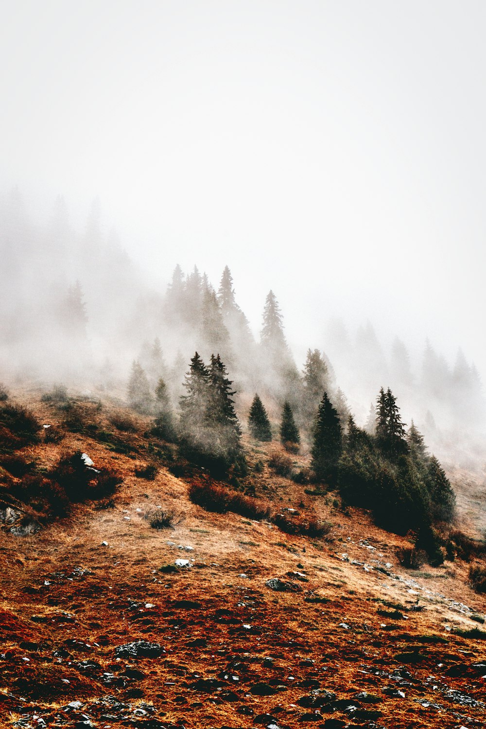 pine trees on hill during daytime