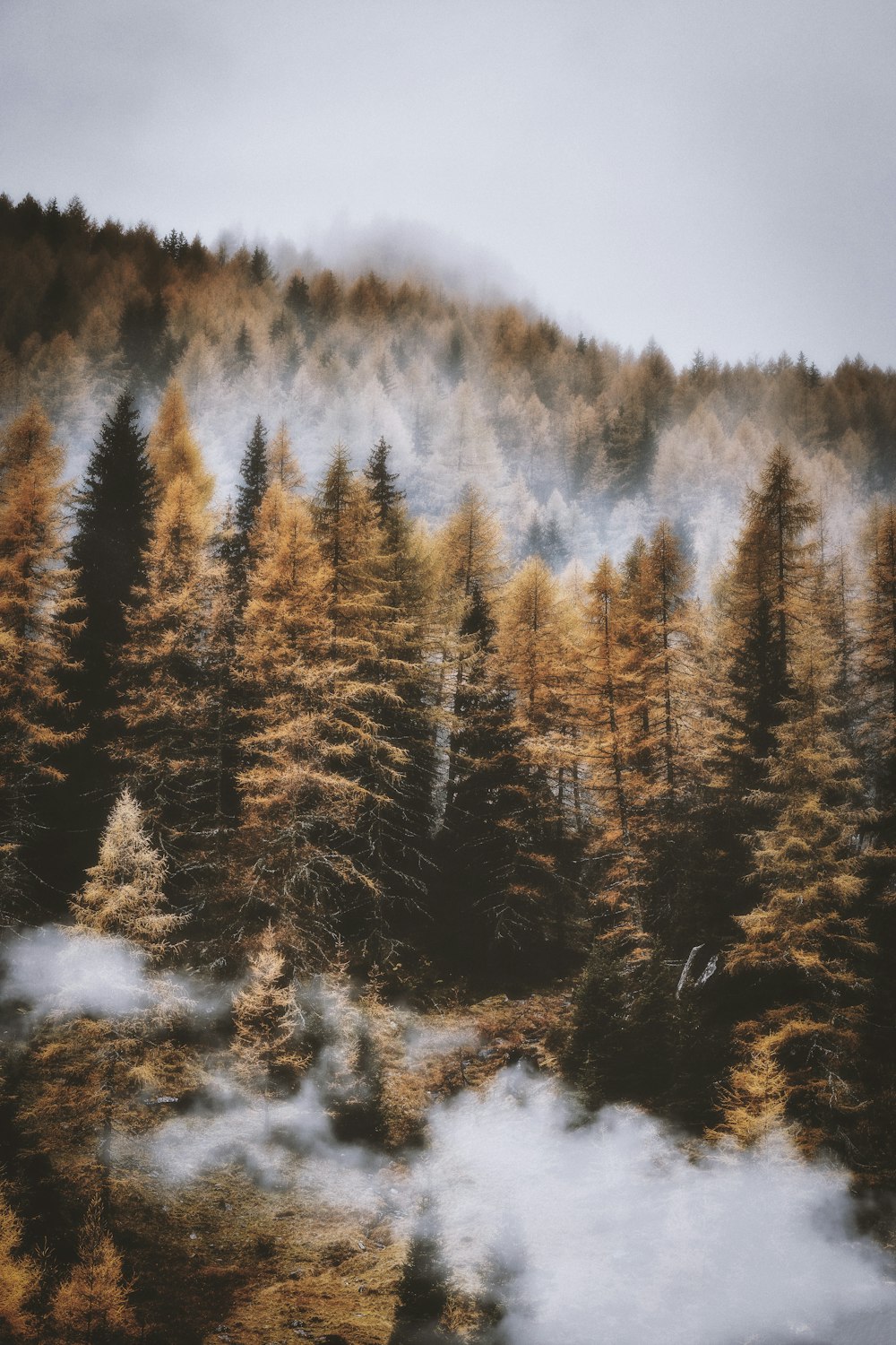 cloudy day and trees during dawn time