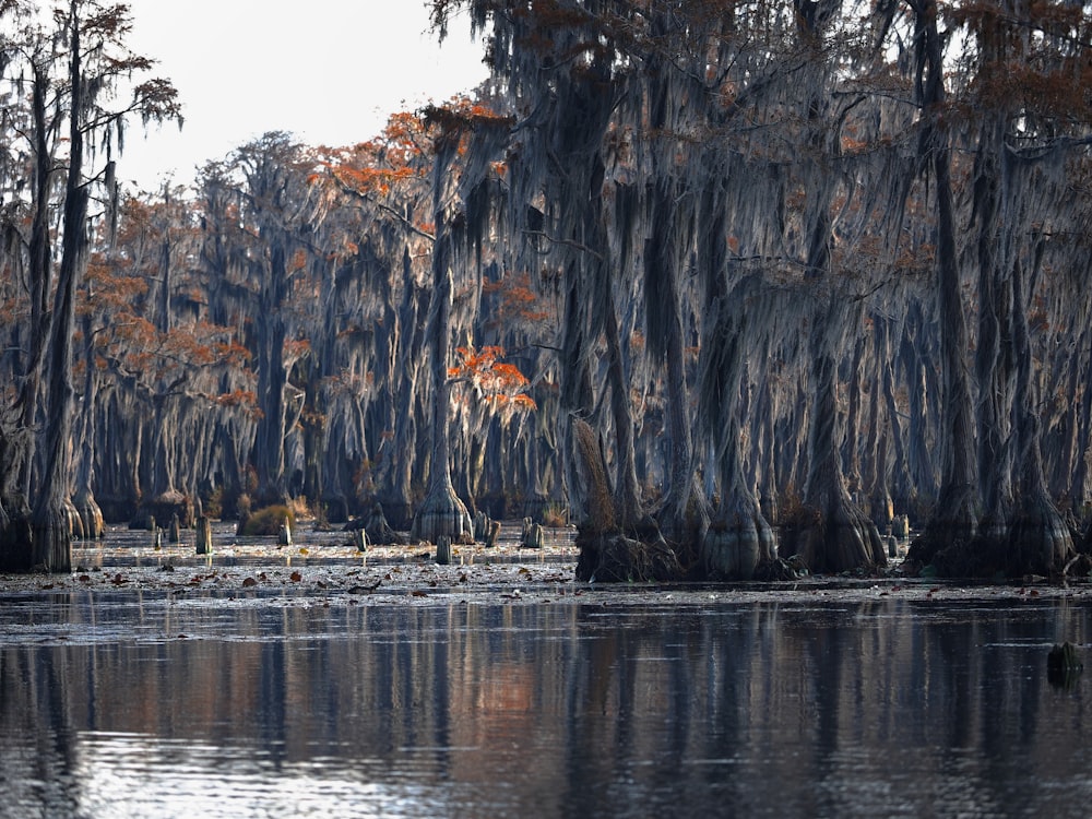 brown trees beside water during daytime