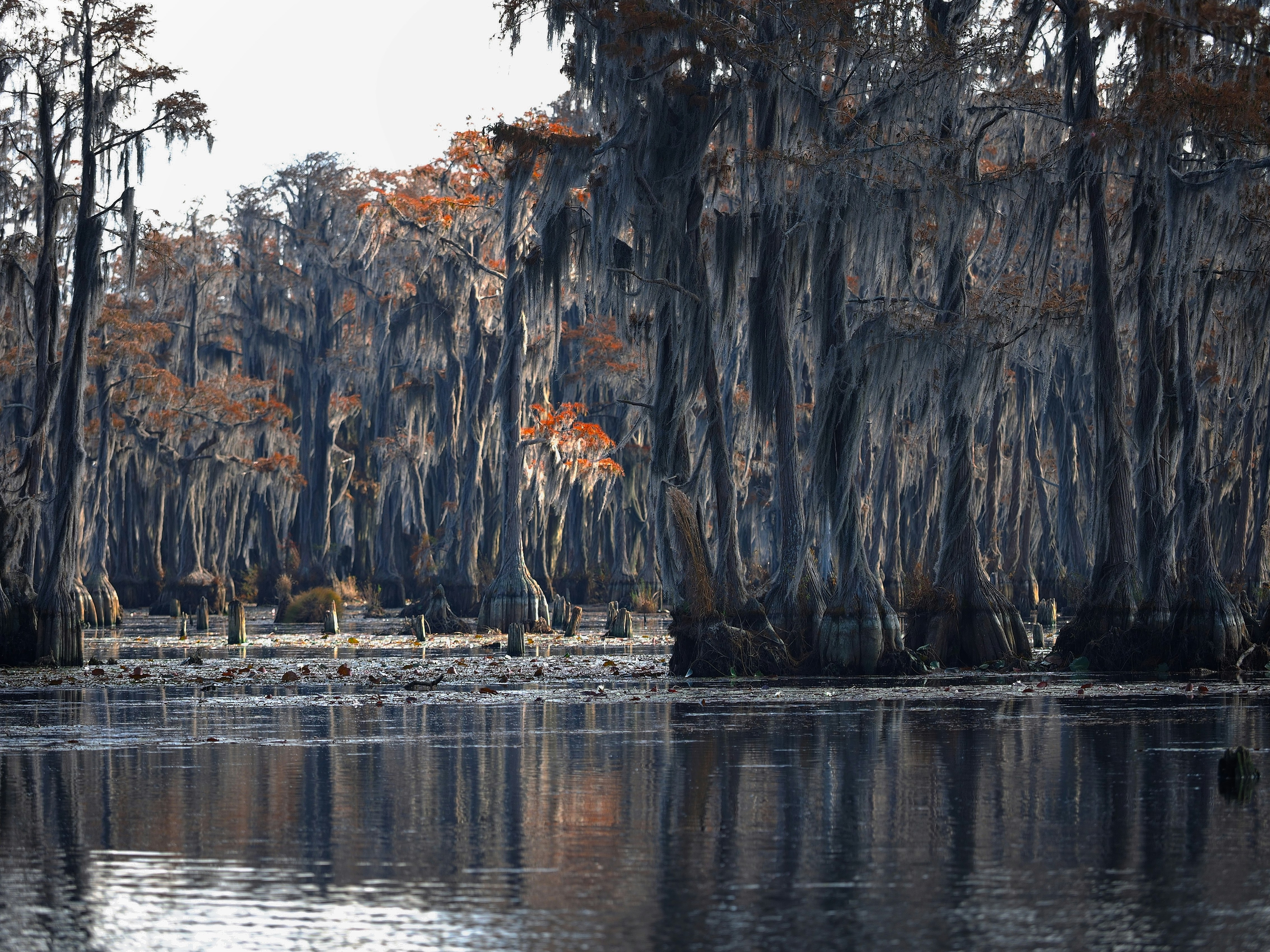 We were driving through the area during the fall and saw the cypress trees with their bright orange color.