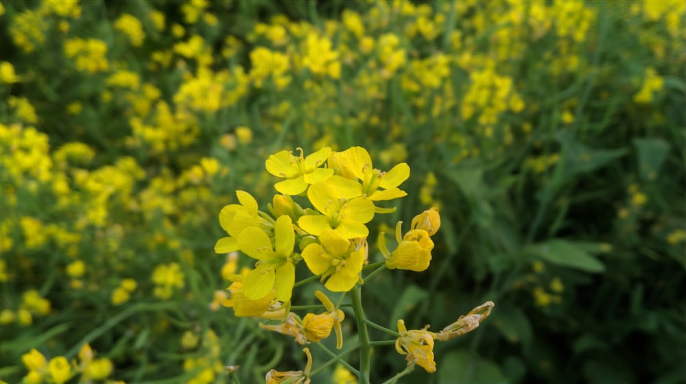 yellow-petaled flowers