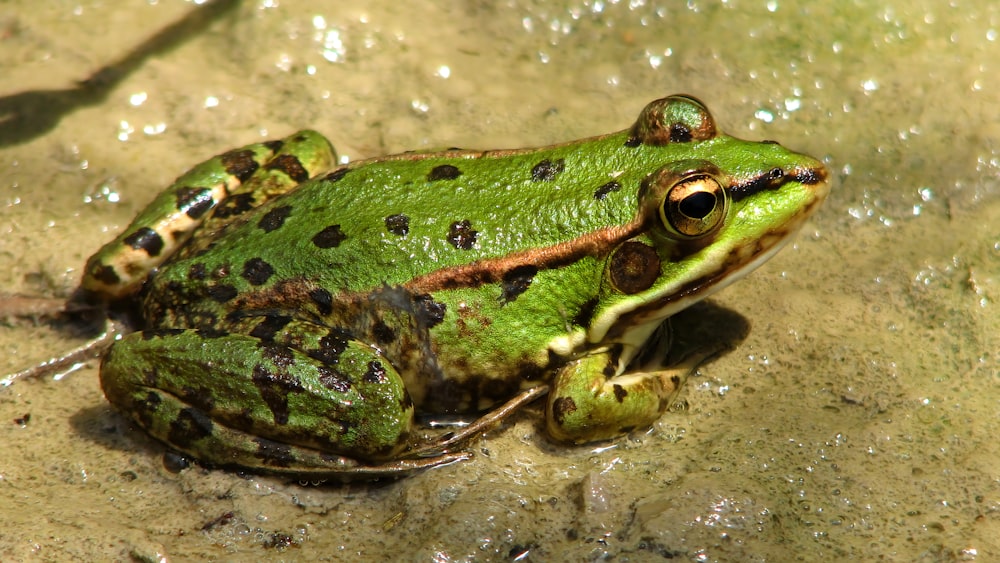 green and brown frog on brown surface