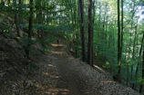 Stephanie walking through a quiet forest path, sunlight filtering through the trees.