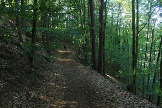 A determined walker striding confidently along a sunlit forest path, embodying progress and motivation.