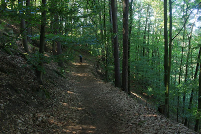 Stephanie walking through a quiet forest path, sunlight filtering through the trees.