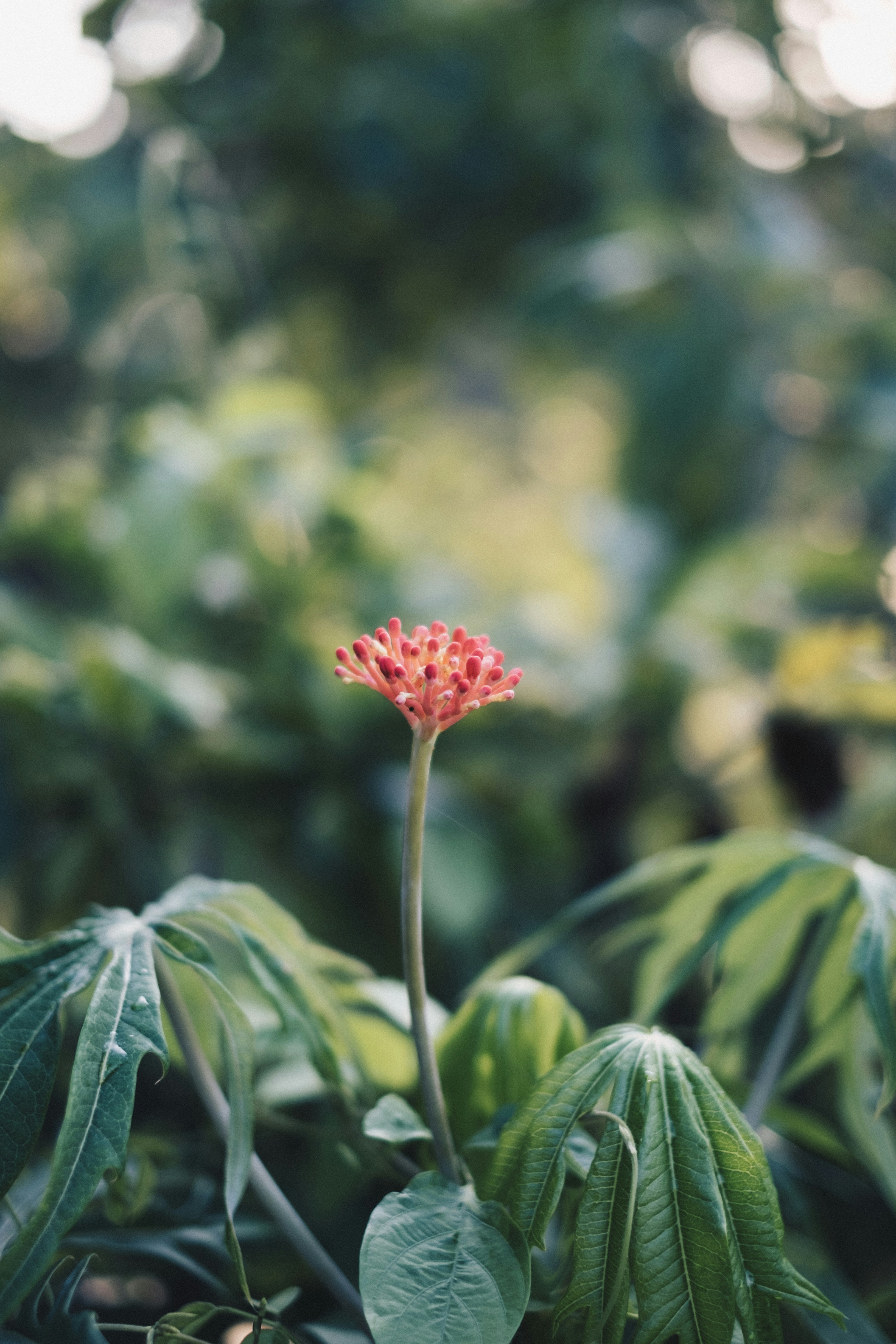 selective focus photography of red flower