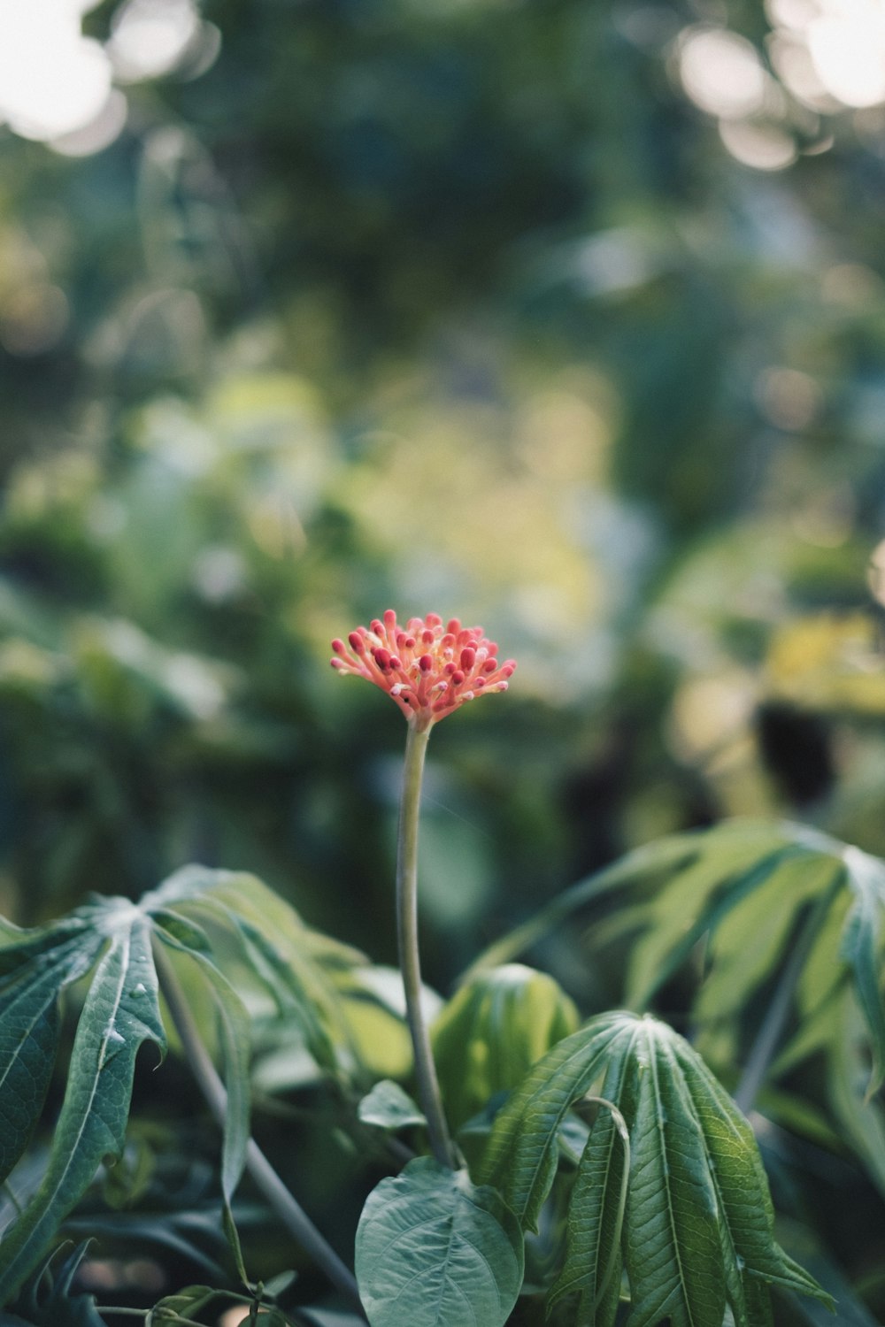 selective focus photography of red flower