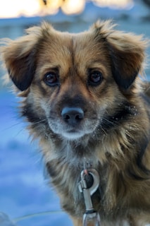 A small brown dog with fluffy fur and soulful eyes looks directly at the camera. The dog appears to be alert and has a leash attached to its collar. The background is softly blurred, indicating an outdoor environment.