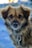 A small brown dog with fluffy fur and soulful eyes looks directly at the camera. The dog appears to be alert and has a leash attached to its collar. The background is softly blurred, indicating an outdoor environment.