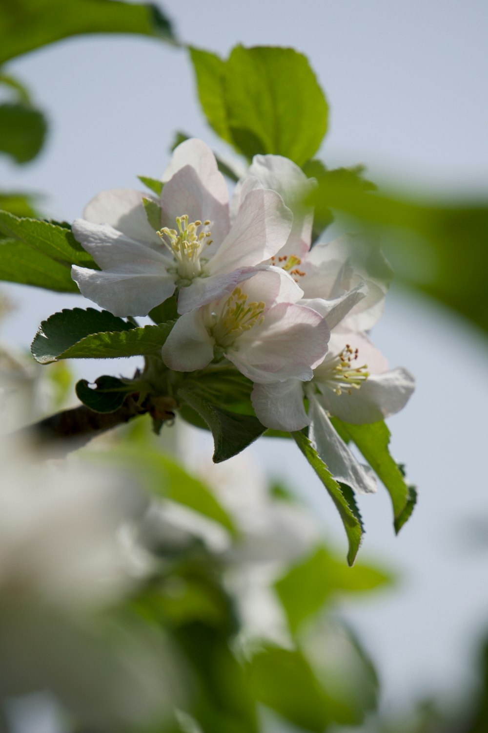 white petaled flowers during daytime