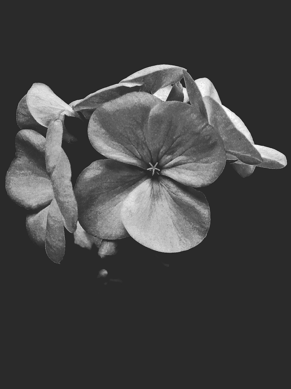 grayscale photo of orchid