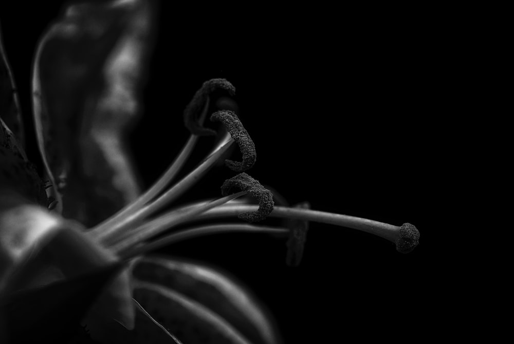 close up photography of flower pistil