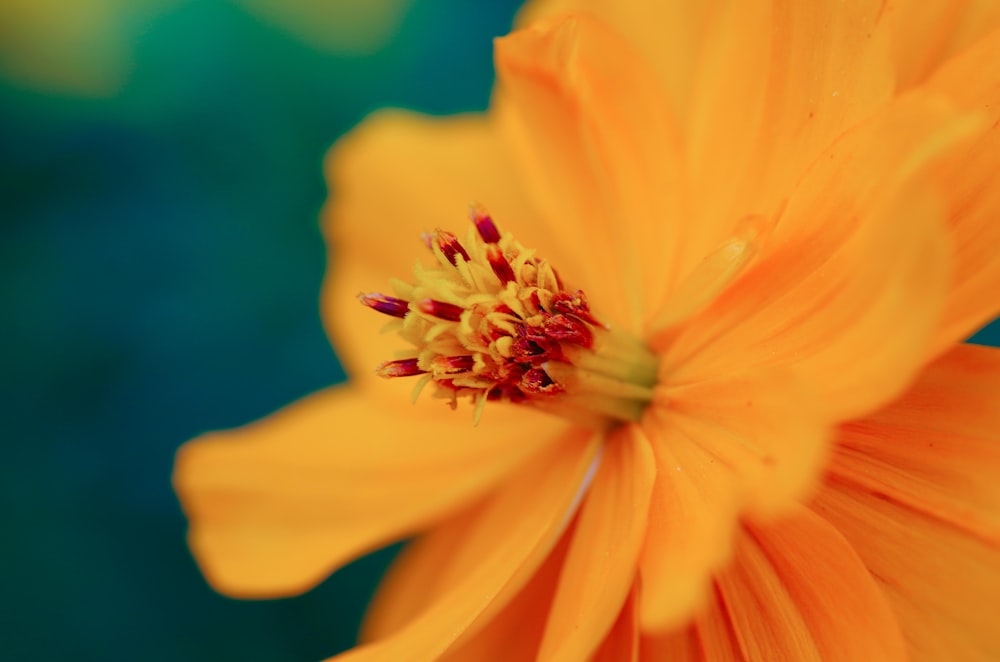 selective focus photography of yellow petaled flower