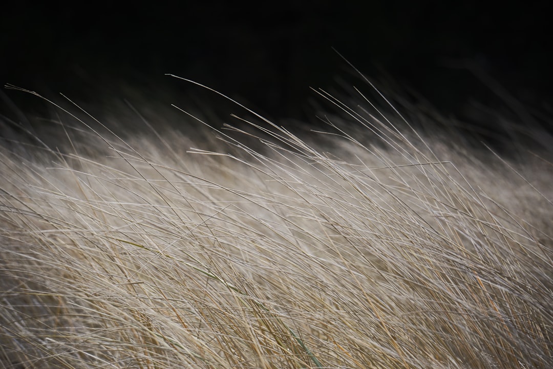 selective focus photography of white plants