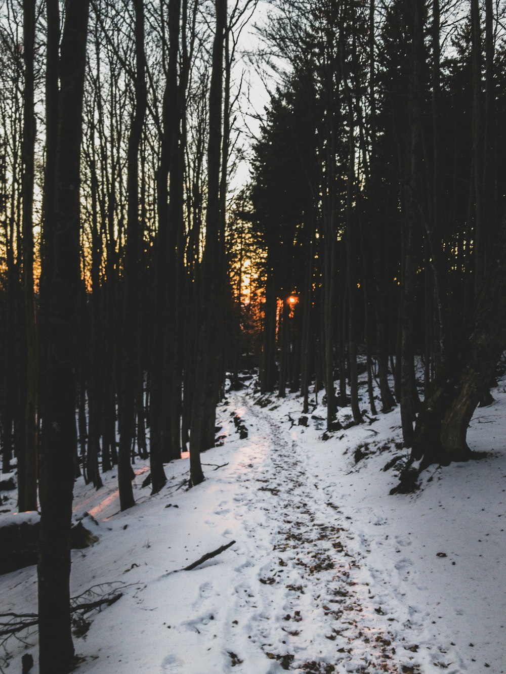 bare trees with white snow