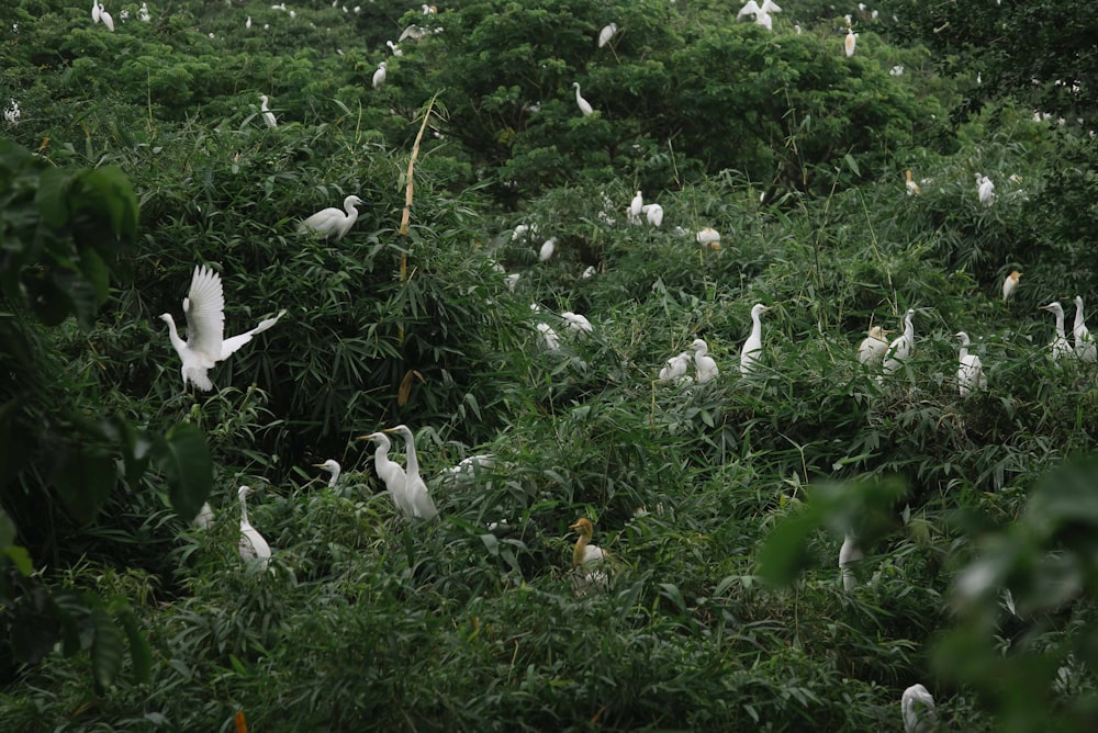 flocks of white birds on green grass]