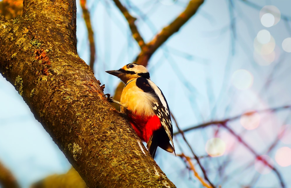 white and black bird