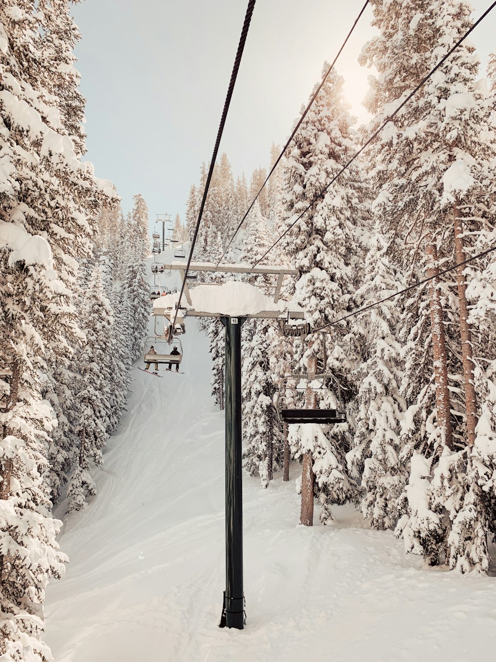 alberi innevati durante il giorno