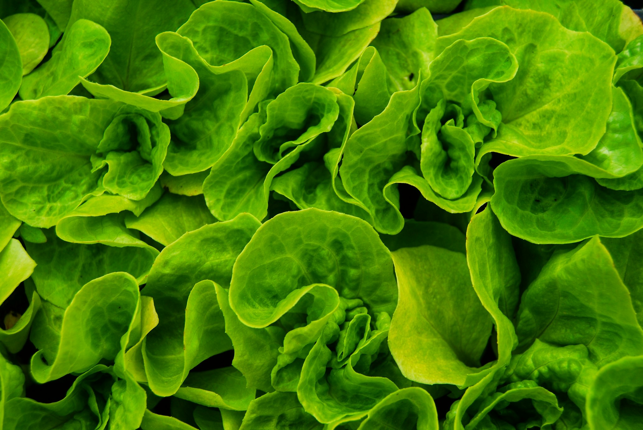 image of lettuce