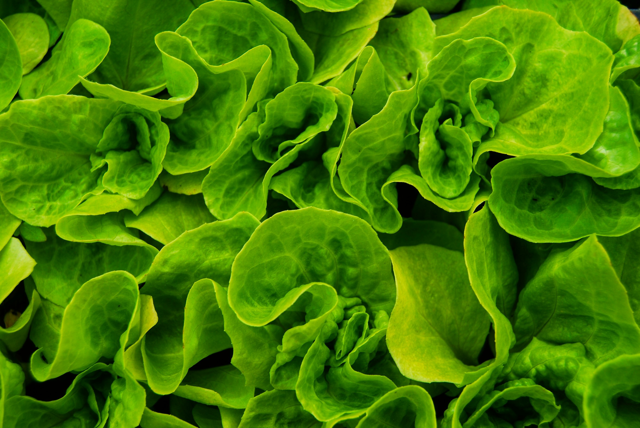 Salade verte