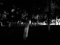 A serene woodland scene at night, illuminated only by the glow of a thermal scanner.