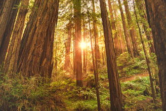 Sunlight filtering through towering redwood trees on a clear mountain trail.