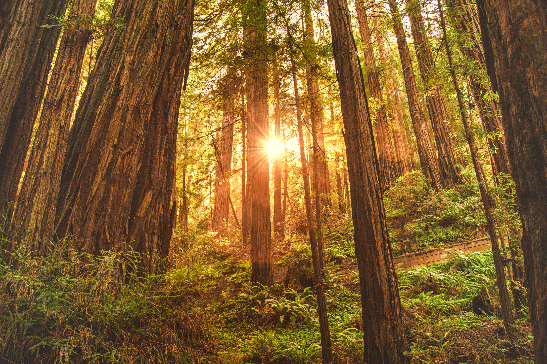 Late sun through a stand of coast redwoods