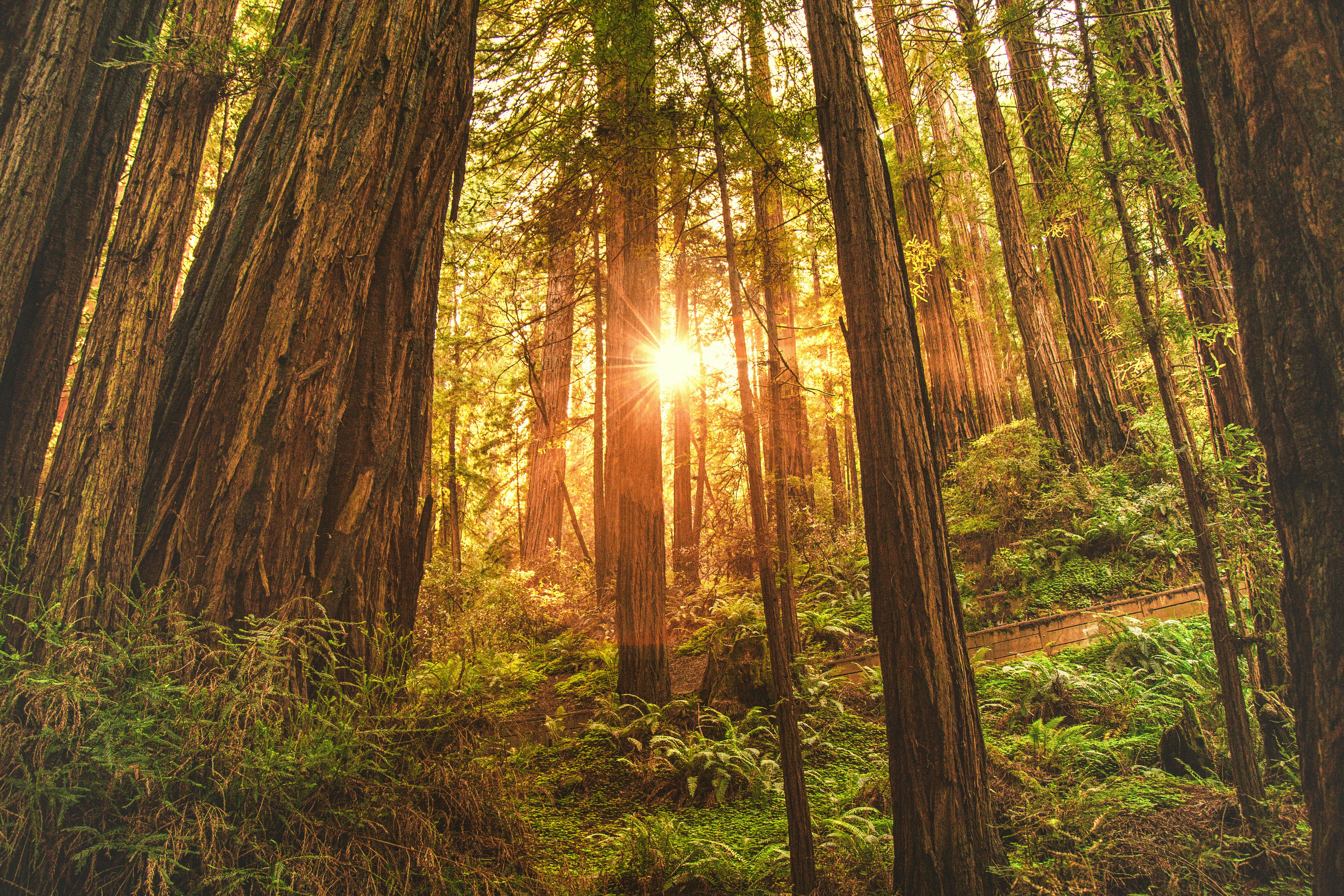 green leafed trees