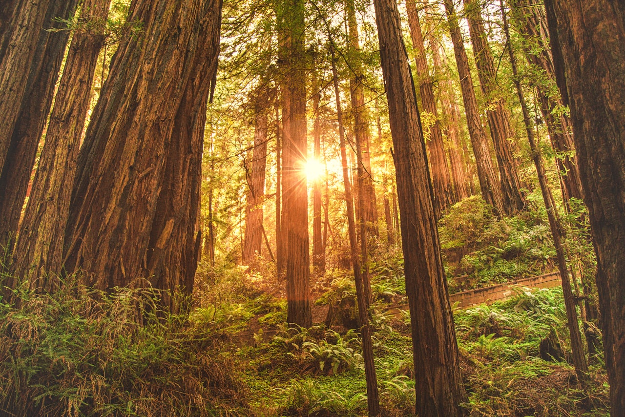 5 best hikes and trails in Humboldt county| Humboldt County Real Estate