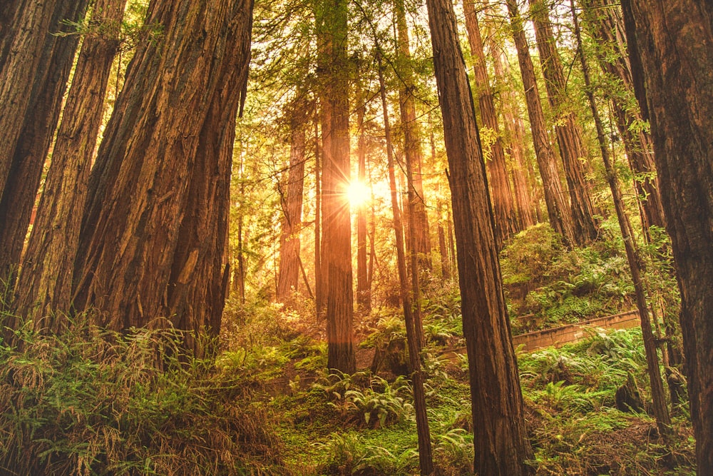 green leafed trees