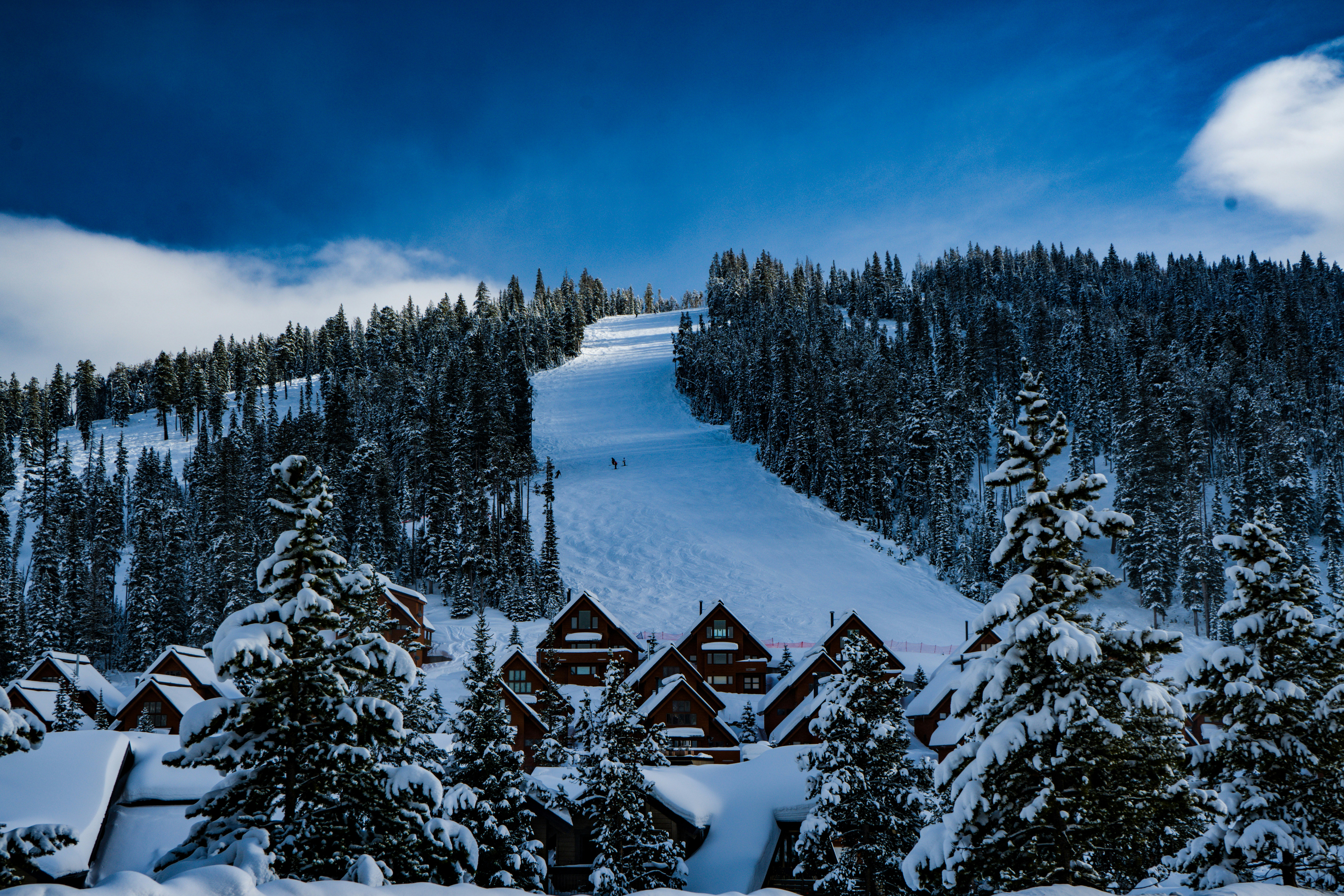 houses beside trees, 
